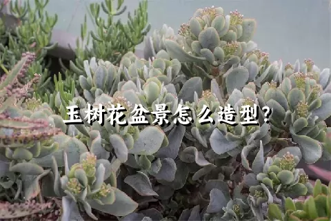 玉树花盆景怎么造型？