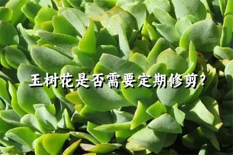 玉树花是否需要定期修剪？