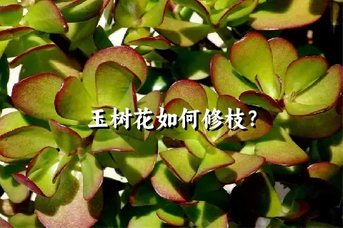 玉树花如何修枝？