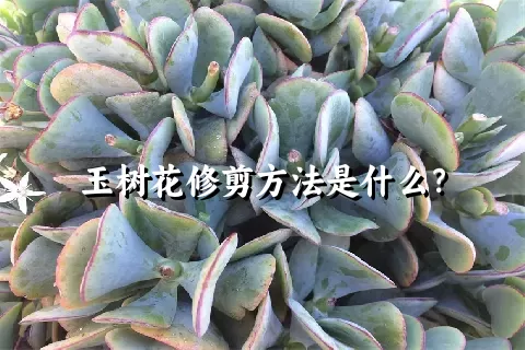 玉树花修剪方法是什么？