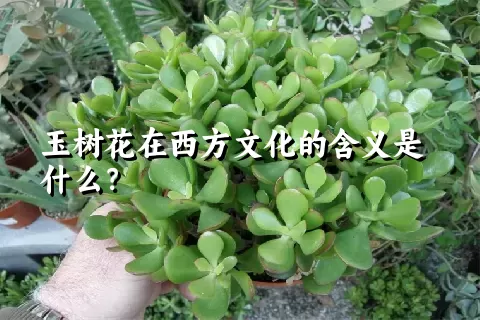 玉树花在西方文化的含义是什么？