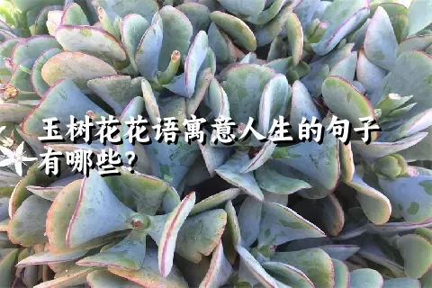 玉树花花语寓意人生的句子有哪些？