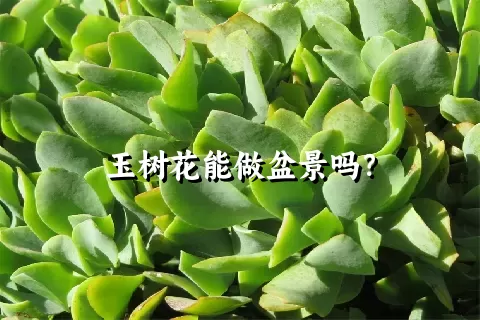 玉树花能做盆景吗？