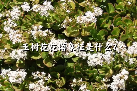 玉树花花语象征是什么？