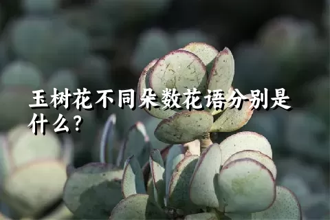 玉树花不同朵数花语分别是什么？