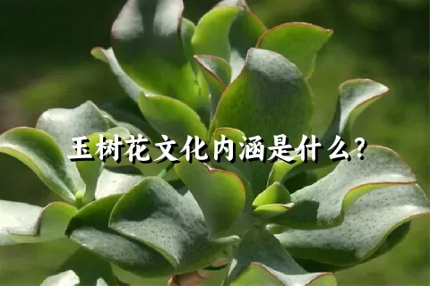 玉树花文化内涵是什么？