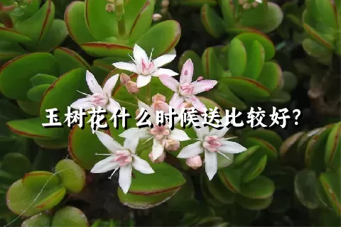 玉树花什么时候送比较好？