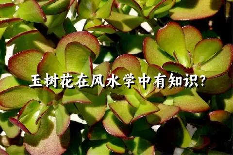 玉树花在风水学中有知识？