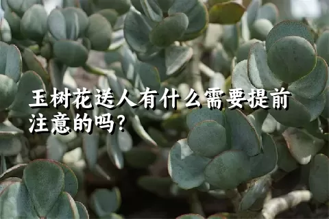 玉树花送人有什么需要提前注意的吗？