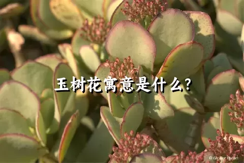 玉树花寓意是什么？