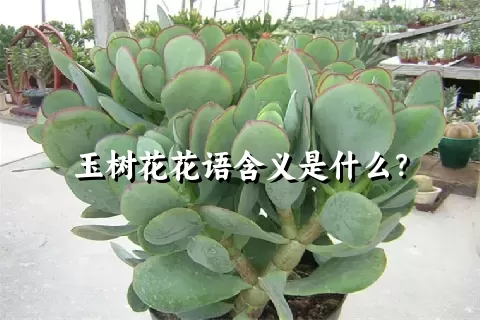 玉树花花语含义是什么？