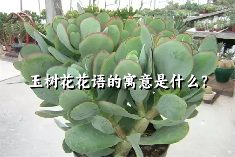 玉树花花语的寓意是什么？