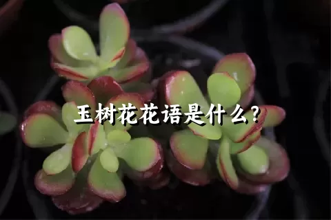 玉树花花语是什么？