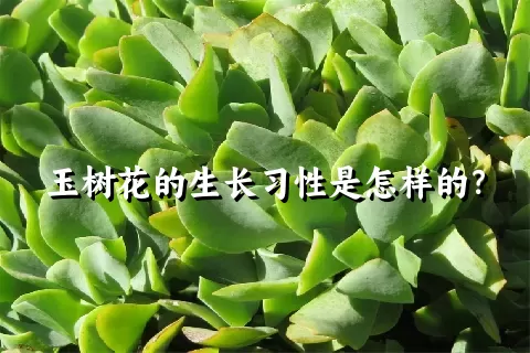 玉树花的生长习性是怎样的？