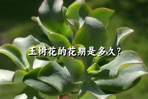 玉树花的花期是多久？