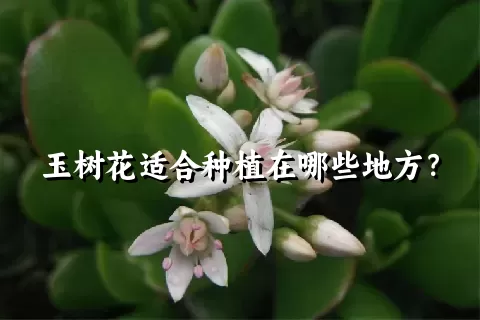 玉树花适合种植在哪些地方？