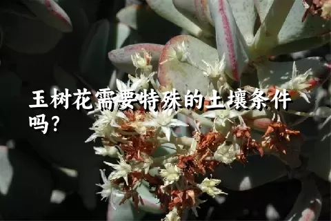 玉树花需要特殊的土壤条件吗？