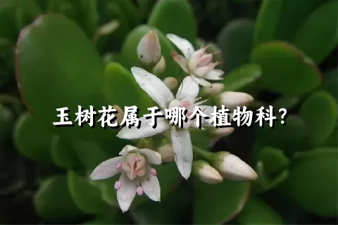 玉树花属于哪个植物科？