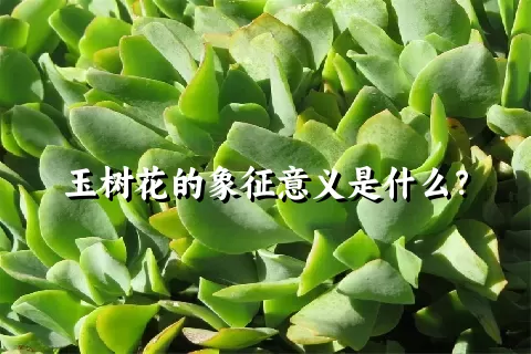 玉树花的象征意义是什么？