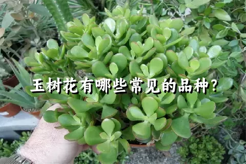 玉树花有哪些常见的品种？