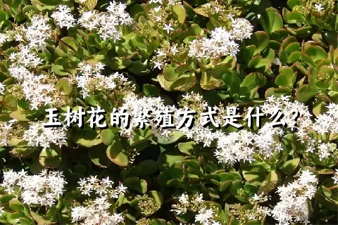 玉树花的繁殖方式是什么？