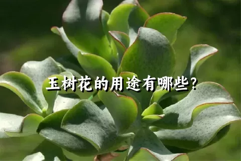 玉树花的用途有哪些？