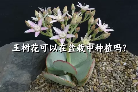 玉树花可以在盆栽中种植吗？