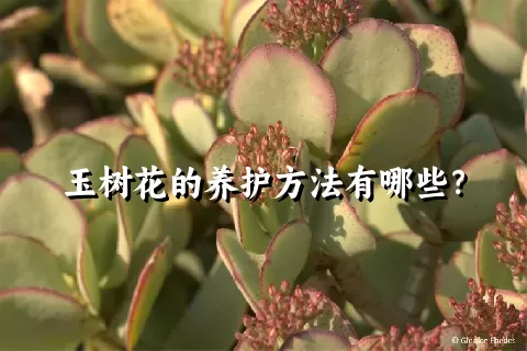 玉树花的养护方法有哪些？