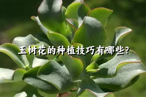 玉树花的种植技巧有哪些？