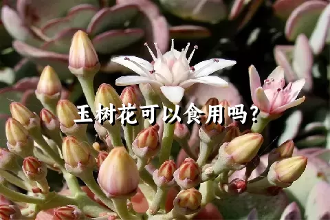 玉树花可以食用吗？