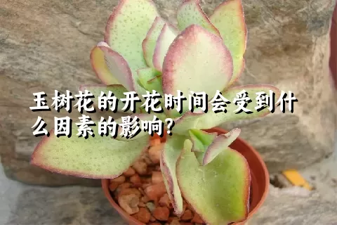 玉树花的开花时间会受到什么因素的影响？