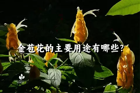 金苞花的主要用途有哪些？