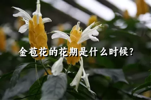 金苞花的花期是什么时候？