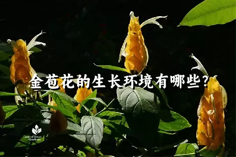 金苞花的生长环境有哪些？