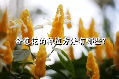 金苞花的种植方法有哪些？