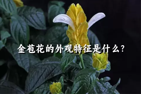 金苞花的外观特征是什么？