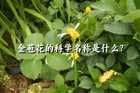 金苞花的科学名称是什么？