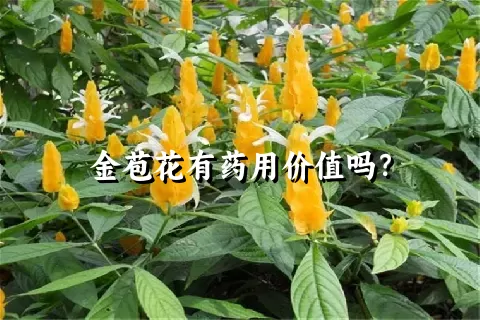 金苞花有药用价值吗？