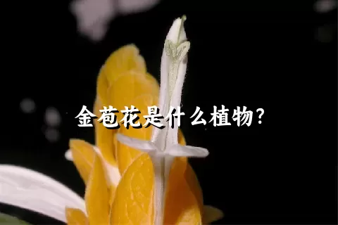 金苞花是什么植物？