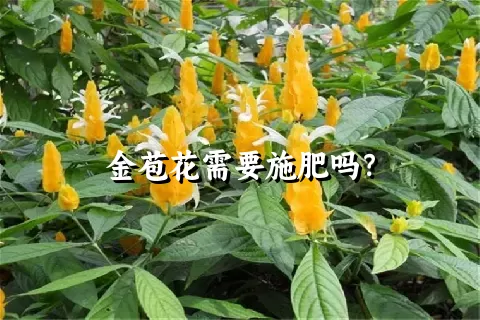 金苞花需要施肥吗？