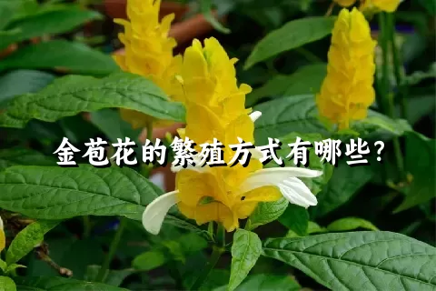 金苞花的繁殖方式有哪些？