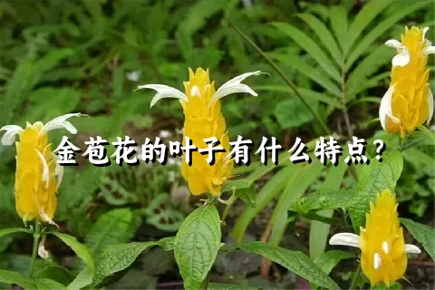 金苞花的叶子有什么特点？