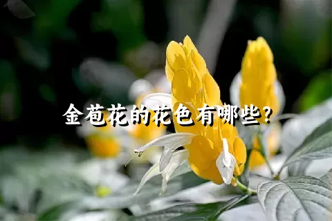 金苞花的花色有哪些？