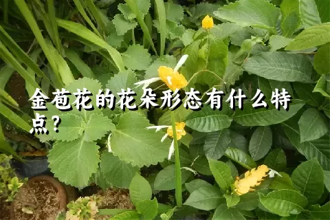 金苞花的花朵形态有什么特点？