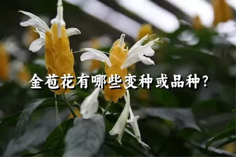 金苞花有哪些变种或品种？