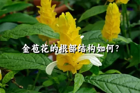 金苞花的根部结构如何？