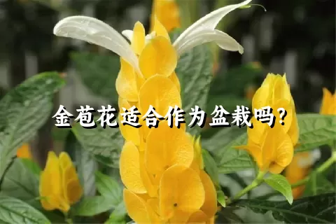 金苞花适合作为盆栽吗？