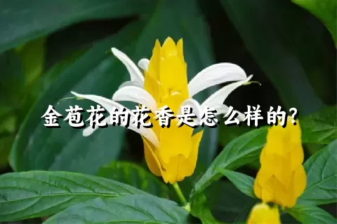 金苞花的花香是怎么样的？