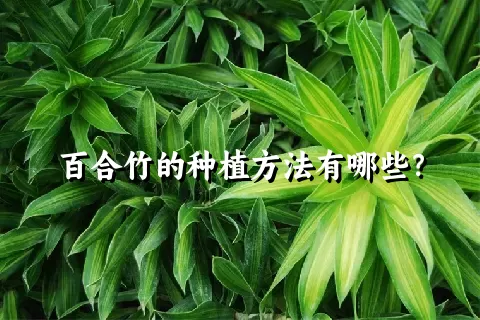 百合竹的种植方法有哪些？