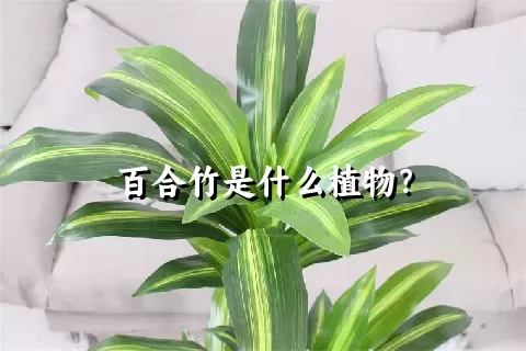 百合竹是什么植物？